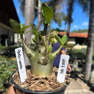 2207 44 Arabicum Braquiossauro F3