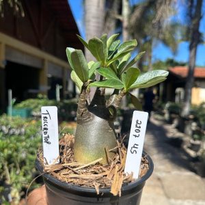 2207 45 Arabicum Triceratop F3