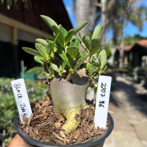 2207 46 Arabicum Black Zombie F3