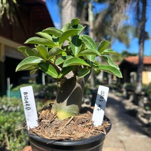 2207 47 Arabicum Asgard F3