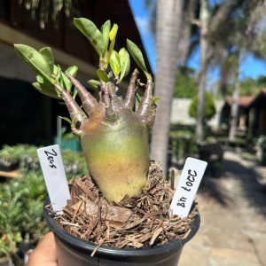2207 48 Arabicum Zeus F3