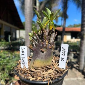 2207 50 Arabicum super black F3
