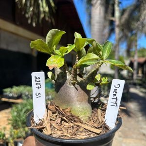 2207 51 Arabicum Dueatti F3