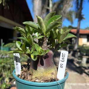 2207 52 Arabicum Zander F3