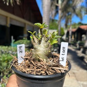 2207 54 Arabicum Hulk F3
