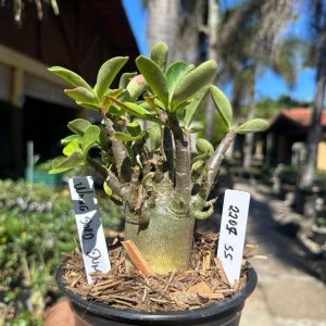 2207 55 Arabicum Wang Dark Dum F3