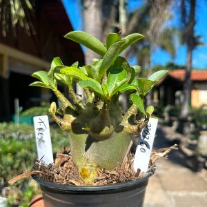 2207 60 Arabicum T-rex F3