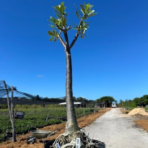 2307 02 Anaconda Cereja