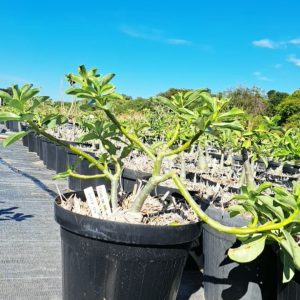 2307 04 Big Caudex Filha da NR 12