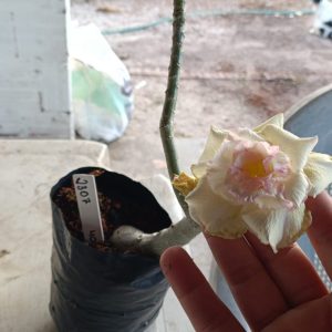 2307 07 Rosa do Deserto Sem id