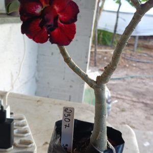 2307 39 Rosa do Deserto Sem id