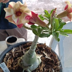 2307 42 Rosa do Deserto Sem id
