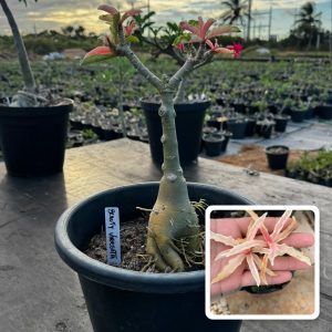 2307 35 Big Caudex Beauty Variegata