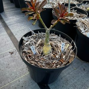 2307 30 Baobá Baby Read Leaf