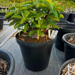 2307 29 Arabicum Red Dinosaur - Adulta
