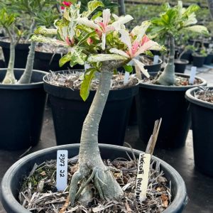 2307 22 Baobá Baby Beauty Variegata