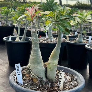 2307 08 Baobá Baby Variegata Porcelana