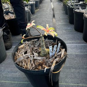 2307 34 Baobá Baby Variegata super star