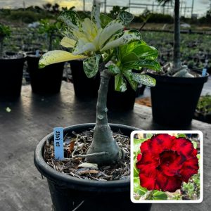 2307 05 Baobá Baby Amor de Mãe Variegata