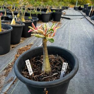 2307 27 Baobá Baby Variegata AP Rosa