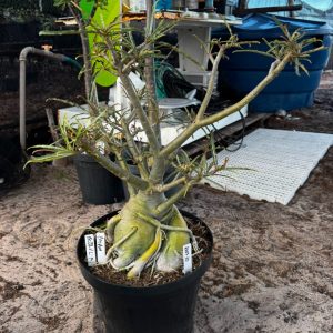 2307 35 Baobá Baby Crispum