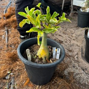 2307 36 Baobá Baby Arabicum Variegata