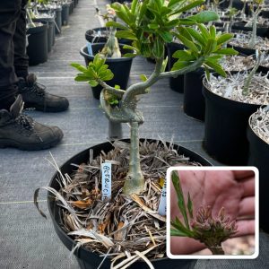2307 32 Baobá Baby Cristata Monster