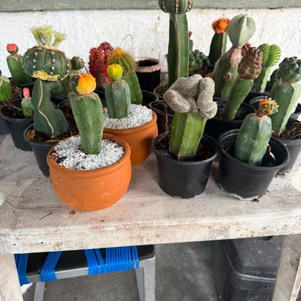Kit cactus viveiro