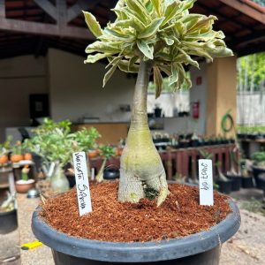 2407 09 Big Caudex Variegata Suprema ( Leilão )