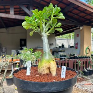 2407 10 Big Caudex Medusa Amarela Dobrada ( Leilão )