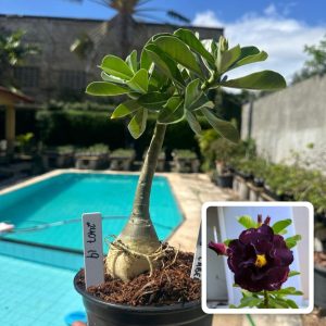 2407 19 Rosa do Deserto Blue Label