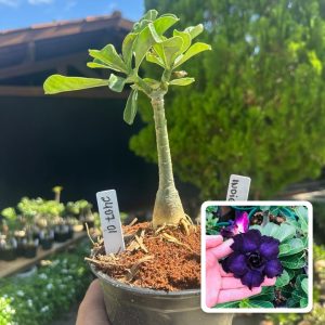 2407 01 Rosa do Deserto Indigo Glaze