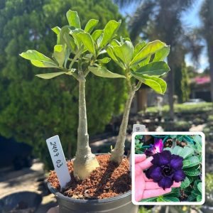 2407 03 Rosa do Deserto Indigo Glaze