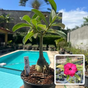 2407 13 Rosa do Deserto Apple