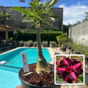 2407 15 Rosa do Deserto Black Lady