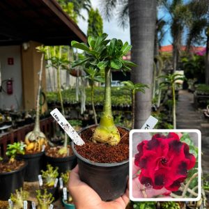 2407 01 Rosa do Deserto Lady Di