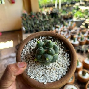Cacto Coryphantha elephantidens