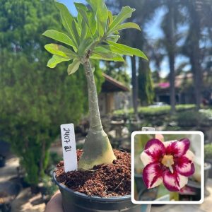 2407 21 Rosa do Deserto Margareth Star