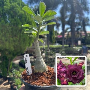 2407 22 Rosa do Deserto Purple Years