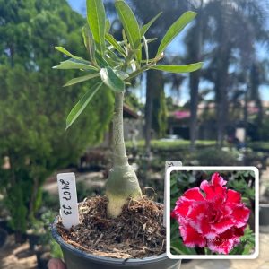 2407 23 Rosa do Deserto Santa Claus Tripla