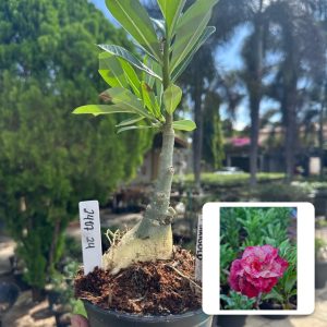 2407 24 Rosa do Deserto Marigold