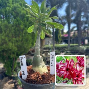 2407 25 Rosa do Deserto Canan 145