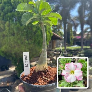 2407 29 Rosa do Deserto Bri rose buque