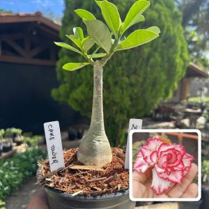 2407 32 Rosa do Deserto Cake Tower
