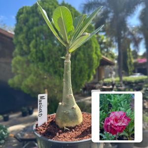 2407 34 Rosa do Deserto Marigold