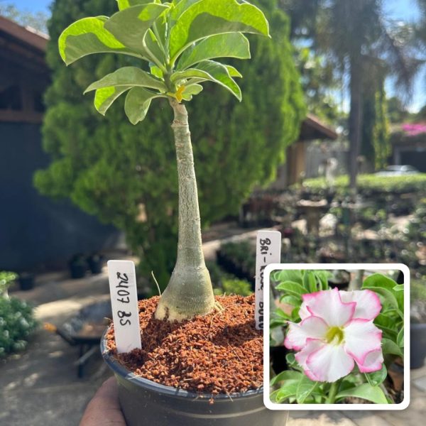 Rosa do Deserto Bri rose buque