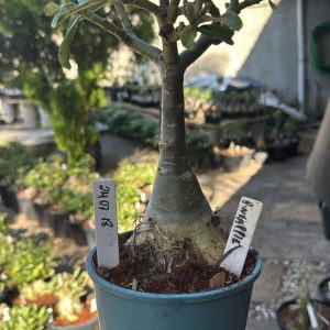 2407 18 Big Caudex Pineapple
