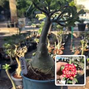 2407 07 Big Caudex Kora