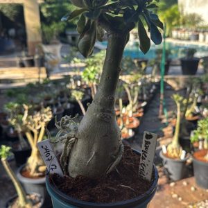 2407 17 Big Caudex Boneca Emilia