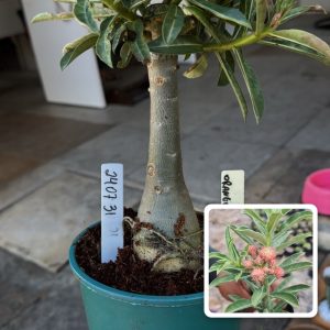 2407 31 Big Caudex Orange Elf